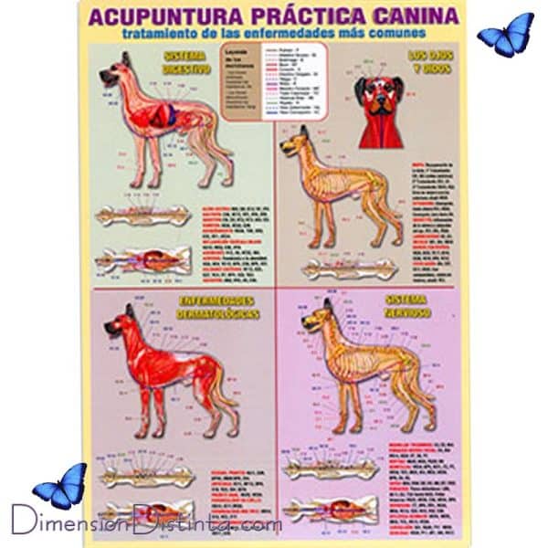 Imagen acupuntura practica canina lamina doble cara | DimensionDistinta