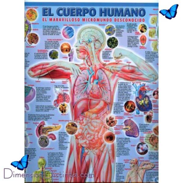 Imagen poster el cuerpo humano | DimensionDistinta