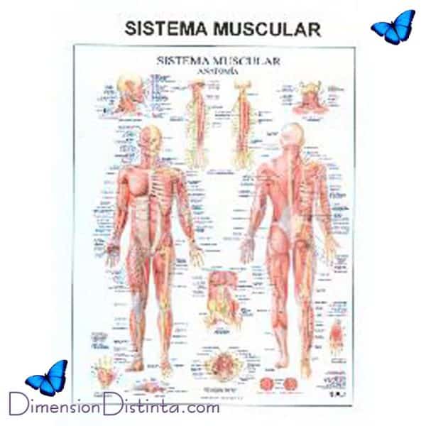 Imagen poster sistema muscular | DimensionDistinta